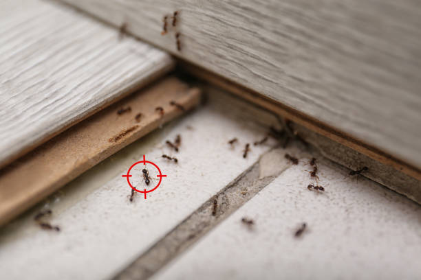 Best Ant Control Services  in Sugar Grove, IL